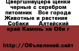 Цвергшнауцера щенки черные с серебром питомник - Все города Животные и растения » Собаки   . Алтайский край,Камень-на-Оби г.